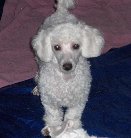 Willow