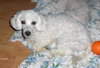 Willow