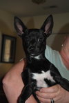 Skippy