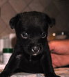 Om Onyx/Captain
