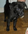 Om Onyx/Captain