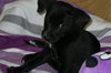 Black Pearl (Pearl)