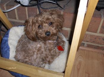Flossie