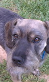 Buddy