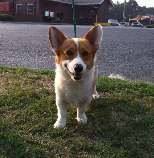 Corgi