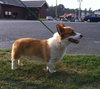 Corgi