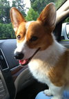 Corgi