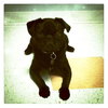 Pooh Bear