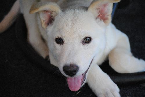 Cody