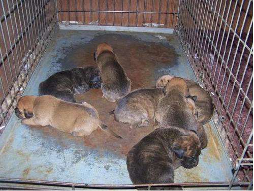 boxer mix puppies