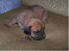 boxer mix puppies
