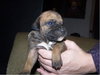 boxer mix puppies