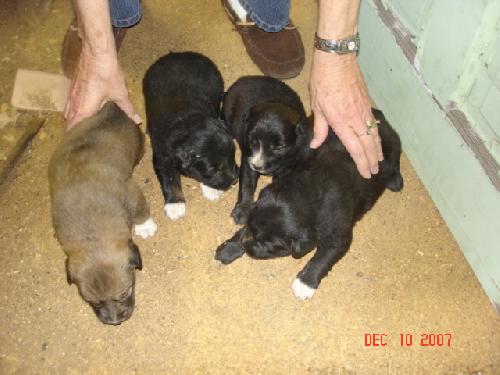 mixed breed puppies