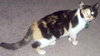 Lucy-Courtesy