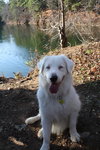 Auggie