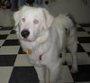 Auggie