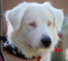 Auggie