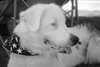 Auggie