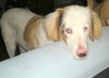 Otho