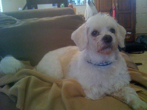 Butters
