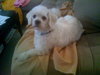Butters