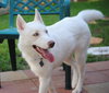 Lola