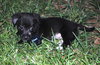 Shirley/Sadie