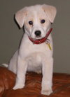 Roxie