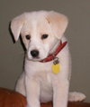 Roxie