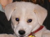 Roxie