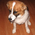 Dollie