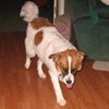 Dollie