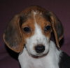 Chloe