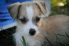 Tazz