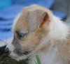 Tazz