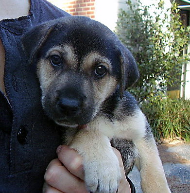 Nova