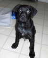 Buddy