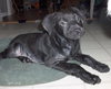 Buddy