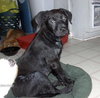 Buddy