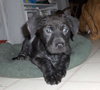 Buddy