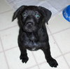 Buddy