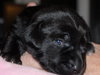 Sandra Dee