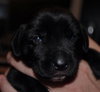 Frankie Avalon