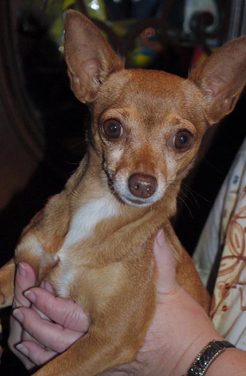 Pixie