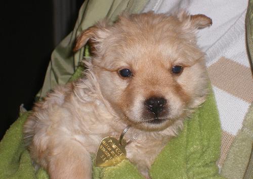 Wicket