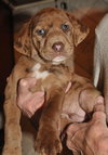 Goliath