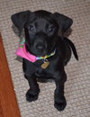 Gracie