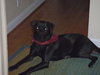 Gracie