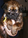 Mollie
