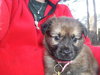 Mollie